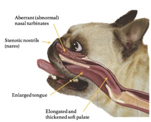 BOAS Anatomical Features
