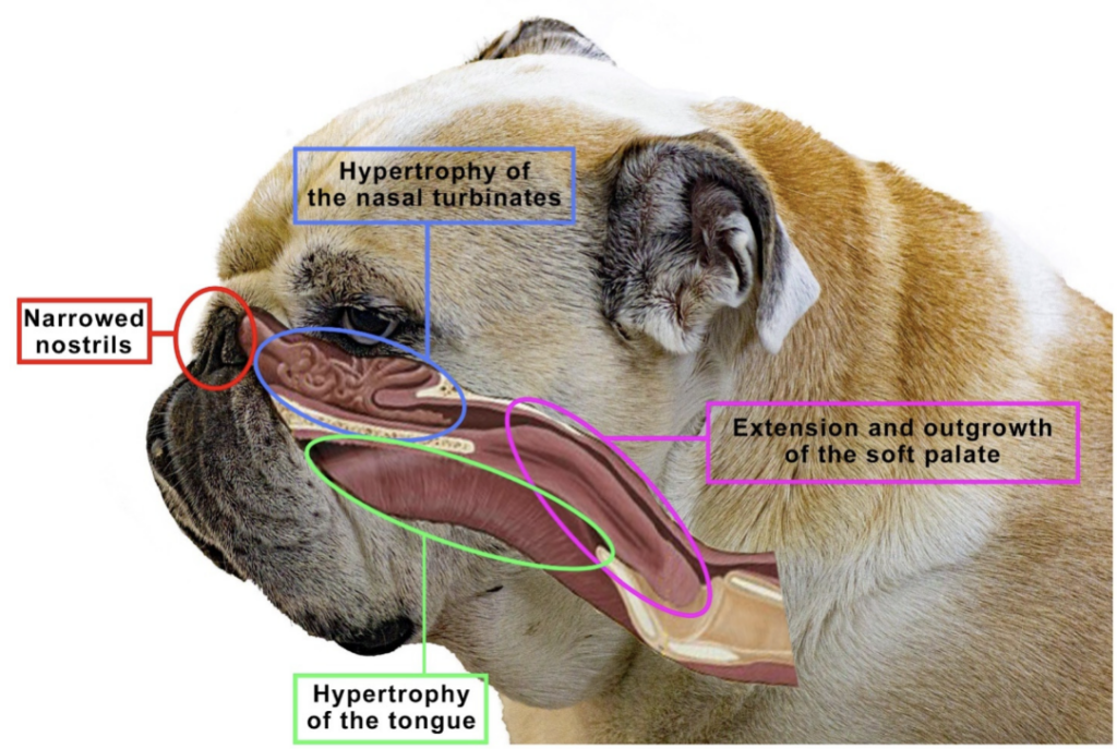 BOAS Anatomy