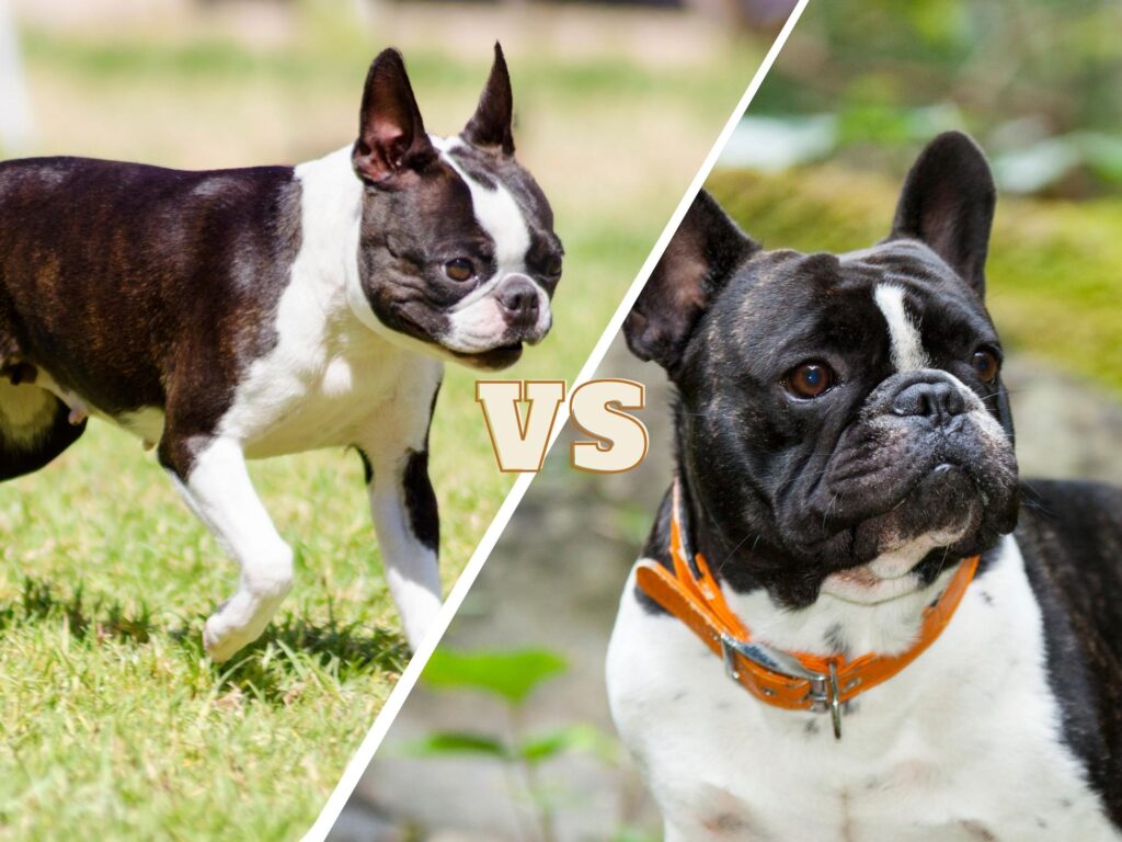 Boston Terrier vs French Bulldog featured image