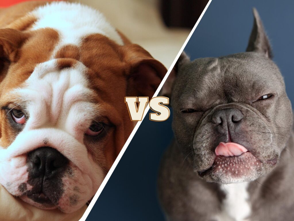 English Bulldog vs French Bulldog featured image