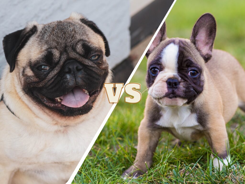 Pug vs French Bulldog featured image