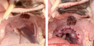 Staphylectomy