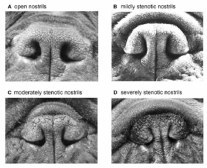 Stenotic Nares