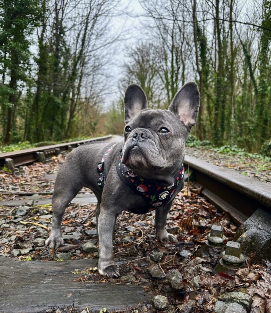 blue french bulldog