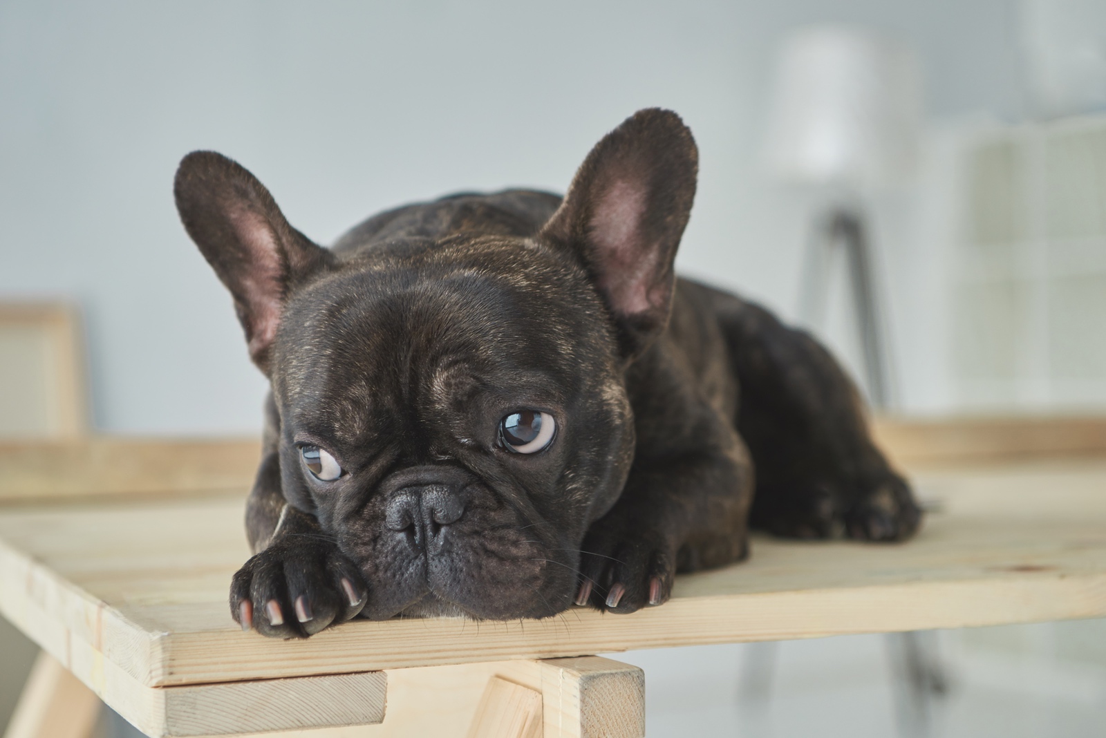 Everything You Need to Know About the Brindle French Bulldog - French ...