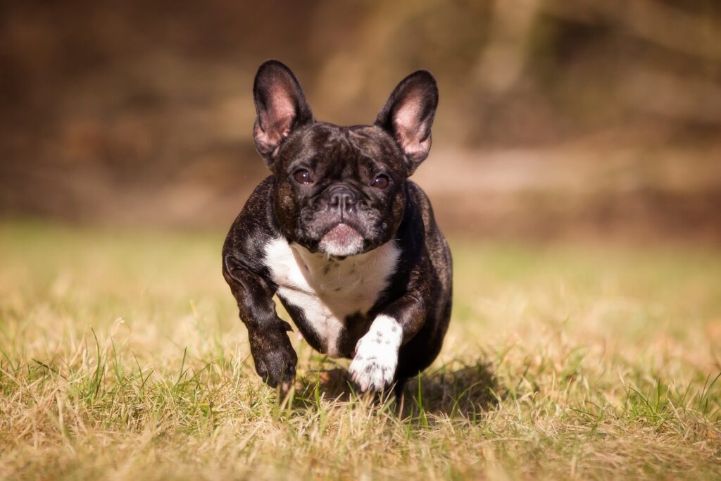 french bulldog breathing issues