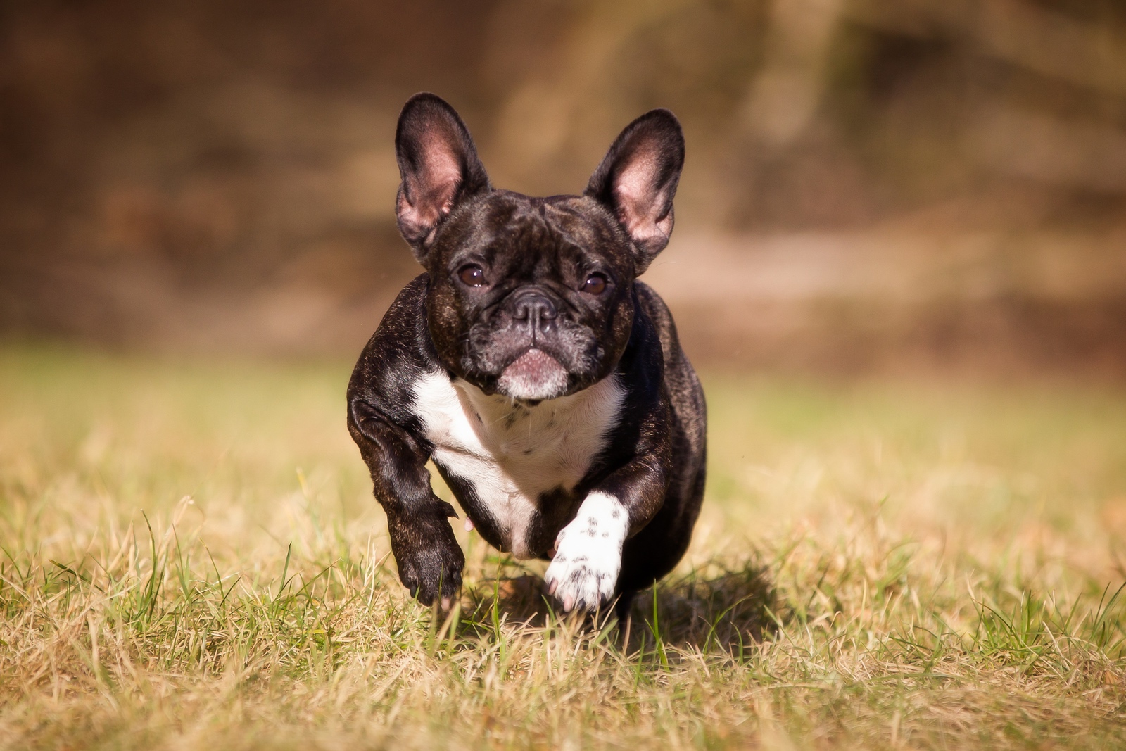 what-you-should-know-about-french-bulldog-breathing-issues-french