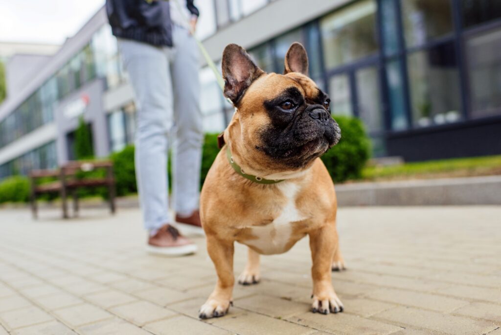 red fawn french bulldog