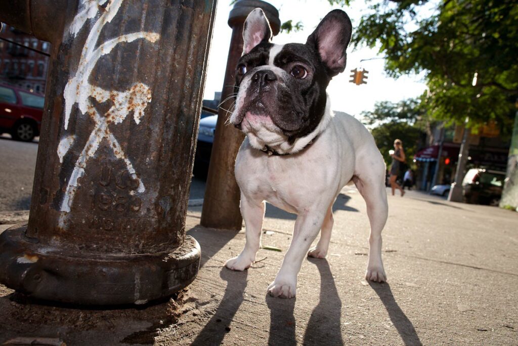 French Bulldog Cost