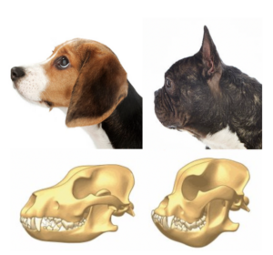 Copy Of Comparative Skull Conformation