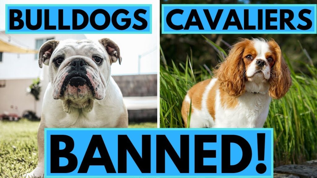 Bulldog Banned